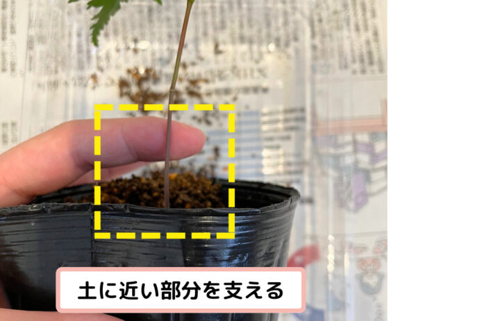 もみじ　植え替え